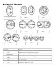 phases of meiosis worksheet