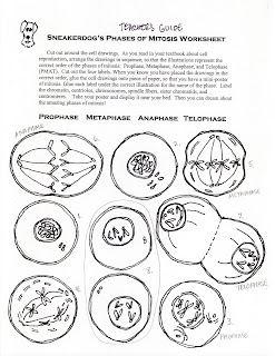 phases of mitosis worksheet