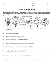 mitosisworksheet- cell phases1.doc - Name: Biology Date: Period ...