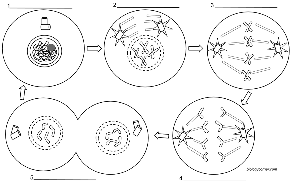 phases of mitosis worksheet