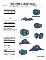 phases of mitosis worksheet