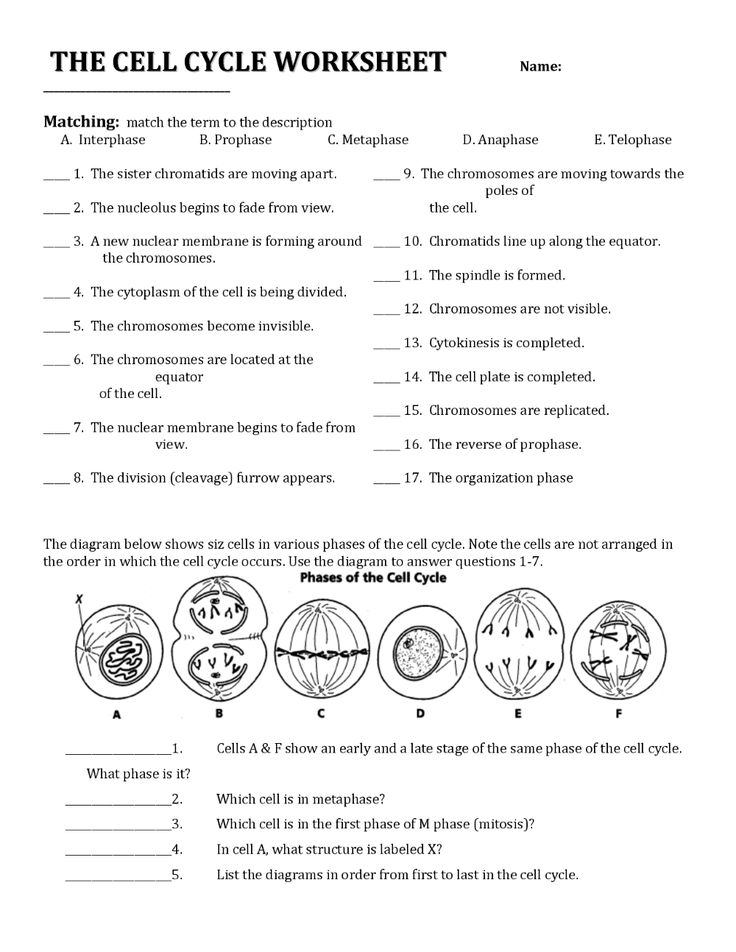 phases of the cell cycle worksheet