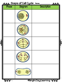 phases of the cell cycle worksheet