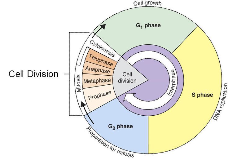 phases of the cell cycle worksheet