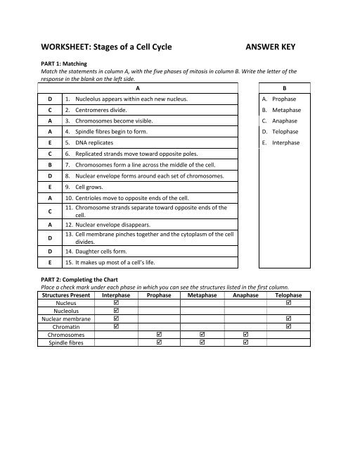 phases of the cell cycle worksheet