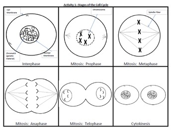 phases of the cell cycle worksheet