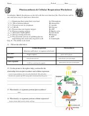 photosynthesis and cellular respiration worksheet answers