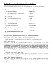 photosynthesis cellular respiration worksheet answers