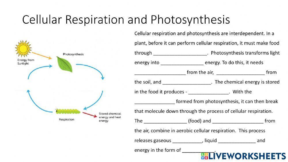 photosynthesis cellular respiration worksheet answers