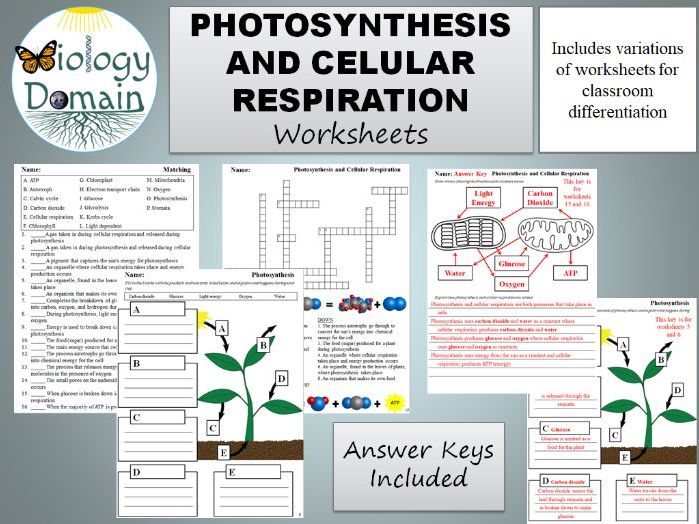 photosynthesis cellular respiration worksheet answers