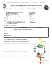 photosynthesis cellular respiration worksheet answers