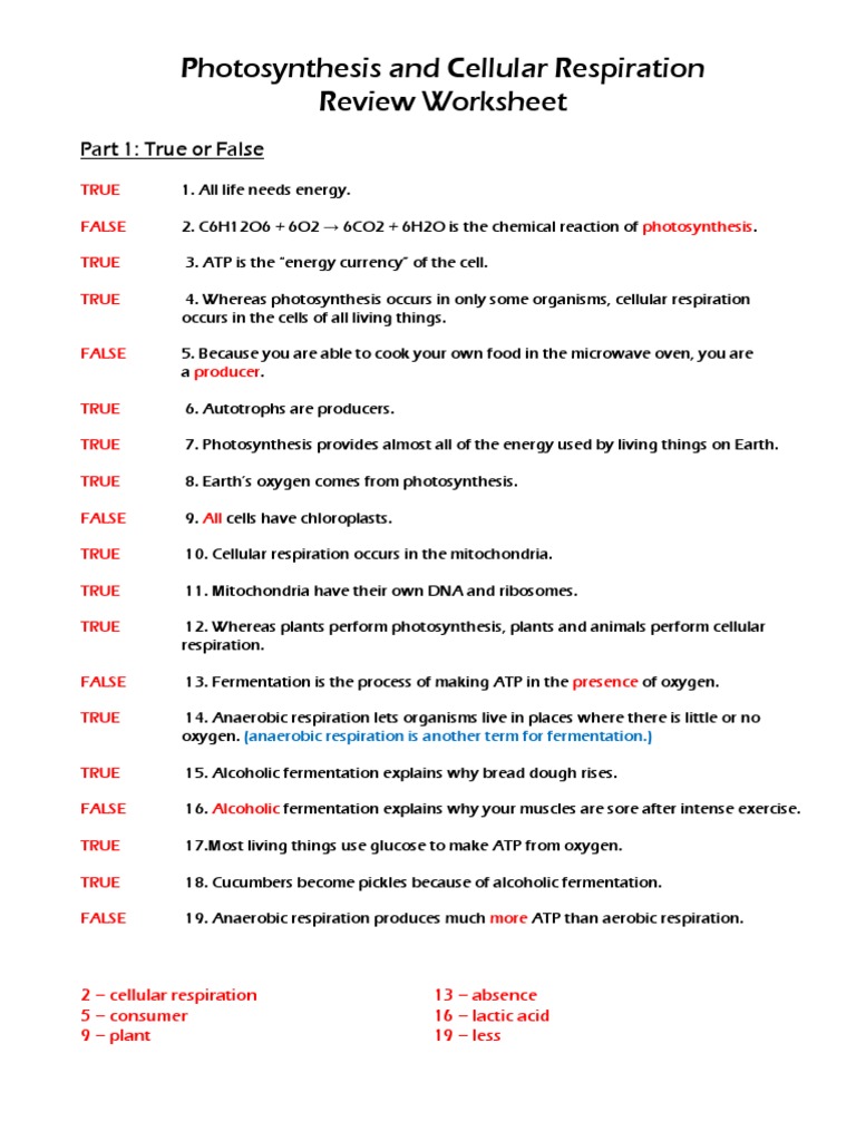 photosynthesis cellular respiration worksheet answers