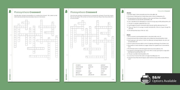 photosynthesis crossword puzzle worksheet