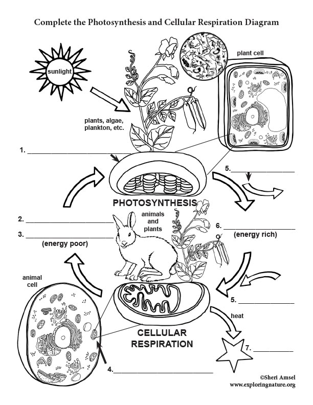 photosynthesis diagram worksheet answers