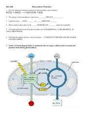 photosynthesis diagram worksheet answers