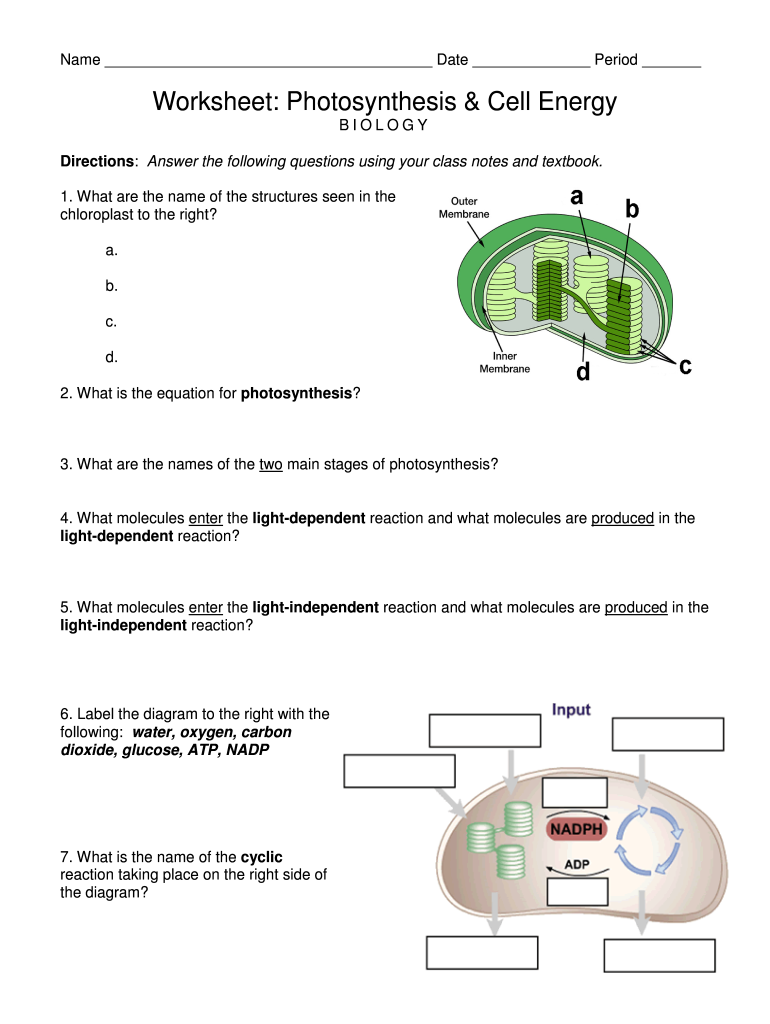 photosynthesis diagram worksheet answers