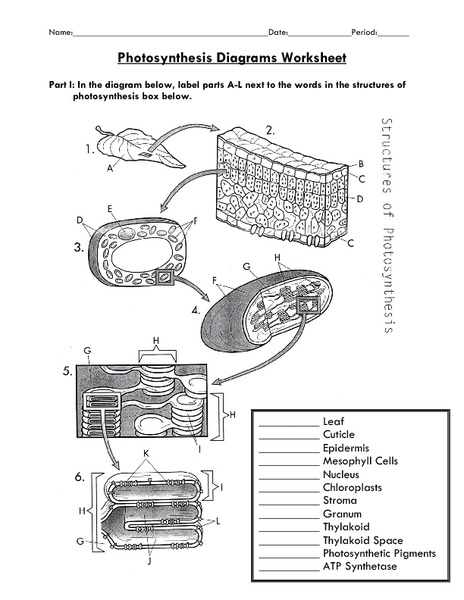 Photosynthesis Diagram Label Lesson Plans &  Worksheets