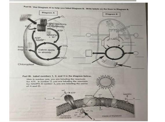 photosynthesis diagram worksheet key