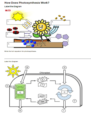 How Does Photosynthesis Work? - A Labeling Exercise ?