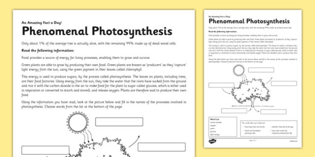 photosynthesis diagram worksheet key
