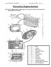 Photosynthesis Diagrams Worksheet.pdf - Fatima Joy G. De Guzman ...