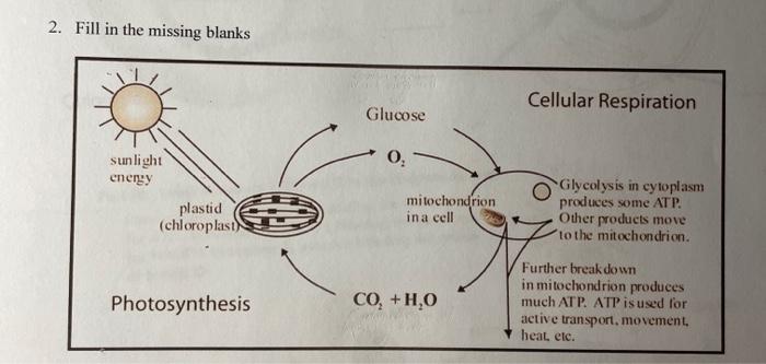photosynthesis diagram worksheet key