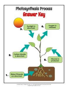 Photosynthesis for Kids: Lesson and Printables | Woo! Jr. Kids ...