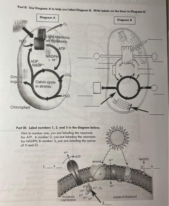photosynthesis diagram worksheet key