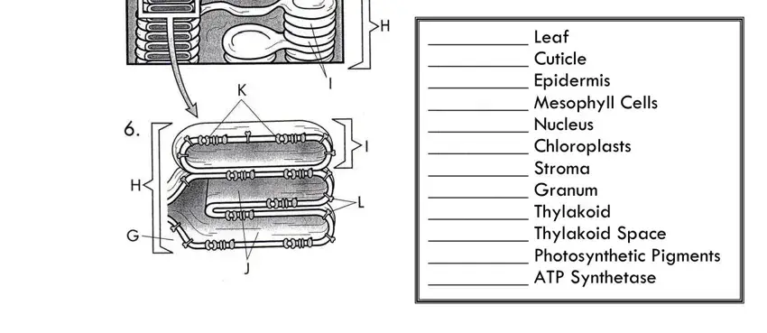 photosynthesis diagrams worksheet