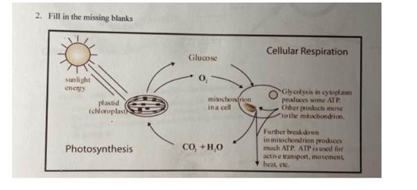 photosynthesis diagrams worksheet