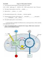 photosynthesis equation worksheet