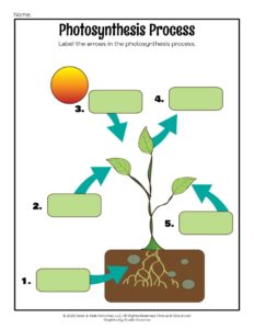 Photosynthesis for Kids: Lesson and Printables | Woo! Jr. Kids ...