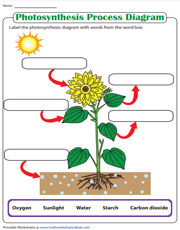 Photosynthesis Worksheets