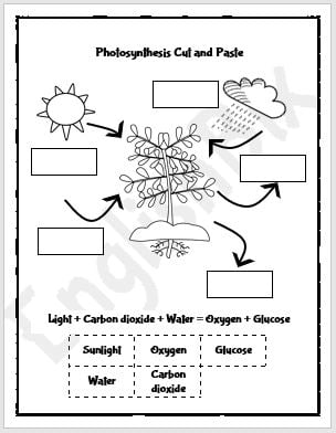 photosynthesis for kids worksheet