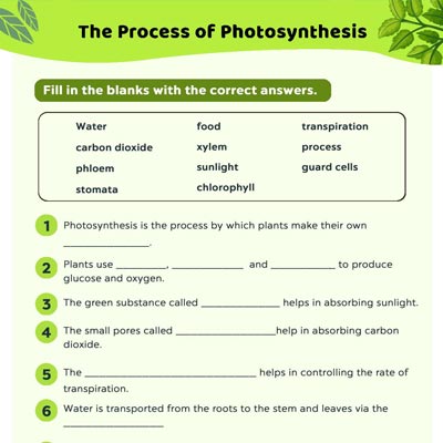 photosynthesis for kids worksheet