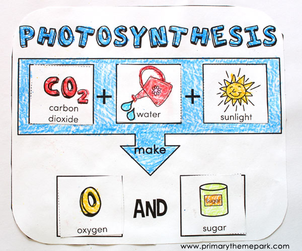 photosynthesis for kids worksheet