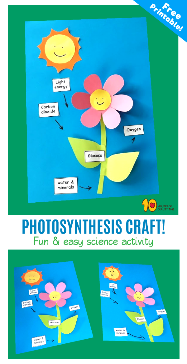 photosynthesis for kids worksheet