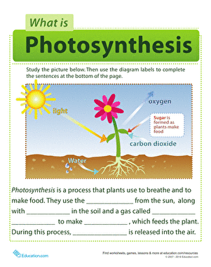 Photosynthesis for Kids | Worksheet 