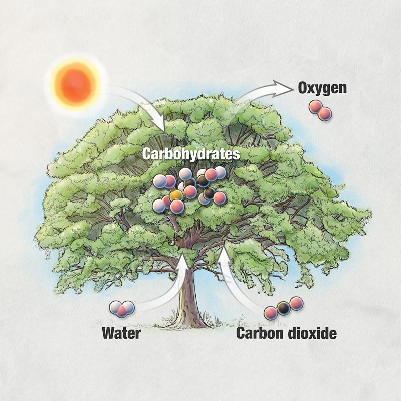 Photosynthesis