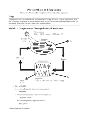 14 Photosynthesis and Respiration-modified - Photosynthesis and ...
