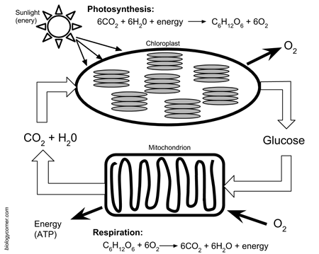 photosynthesis respiration worksheet