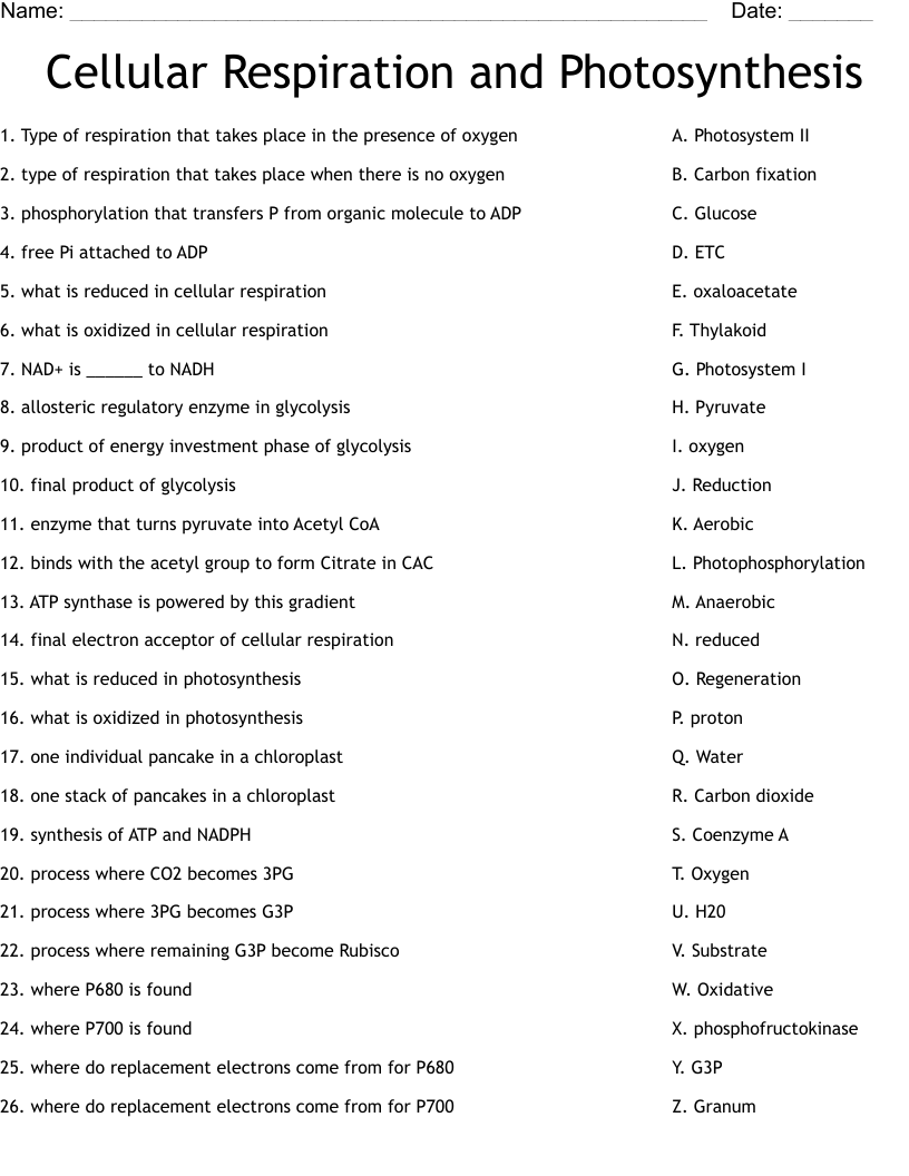 photosynthesis respiration worksheet