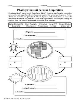 Photosynthesis and Cellular Respiration Worksheet