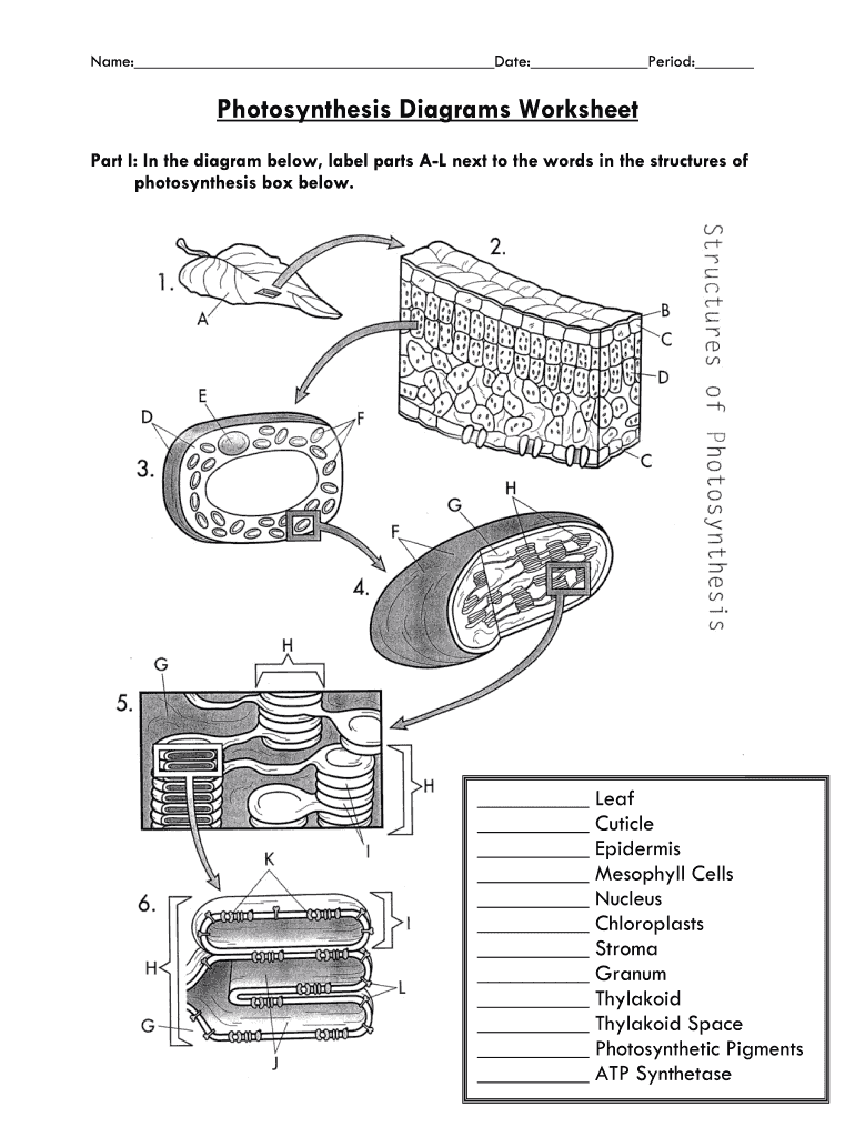 photosynthesis review worksheet answers