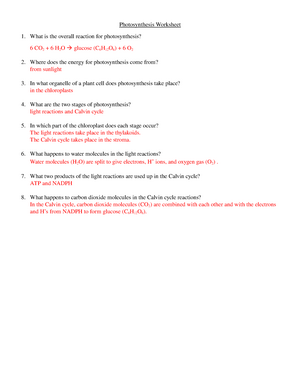 photosynthesis review worksheet