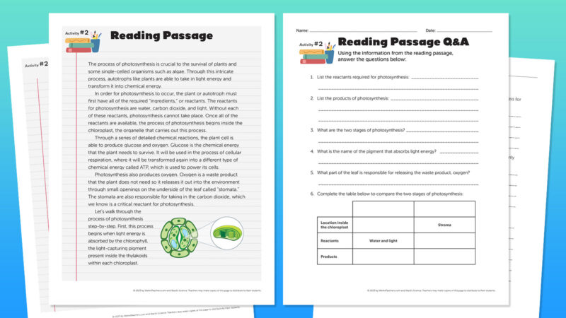 photosynthesis worksheet 5th grade