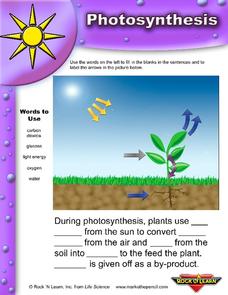 photosynthesis worksheet 5th grade