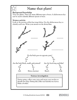 photosynthesis worksheet 5th grade