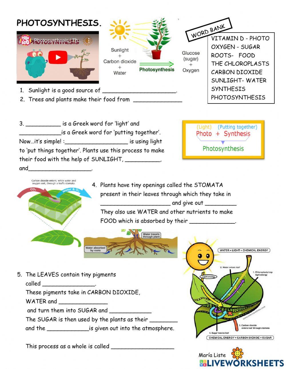 photosynthesis worksheet answers