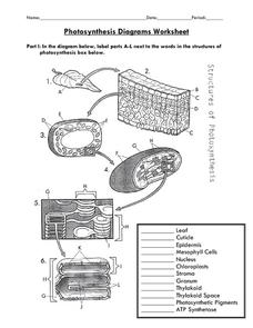 photosynthesis worksheet answers
